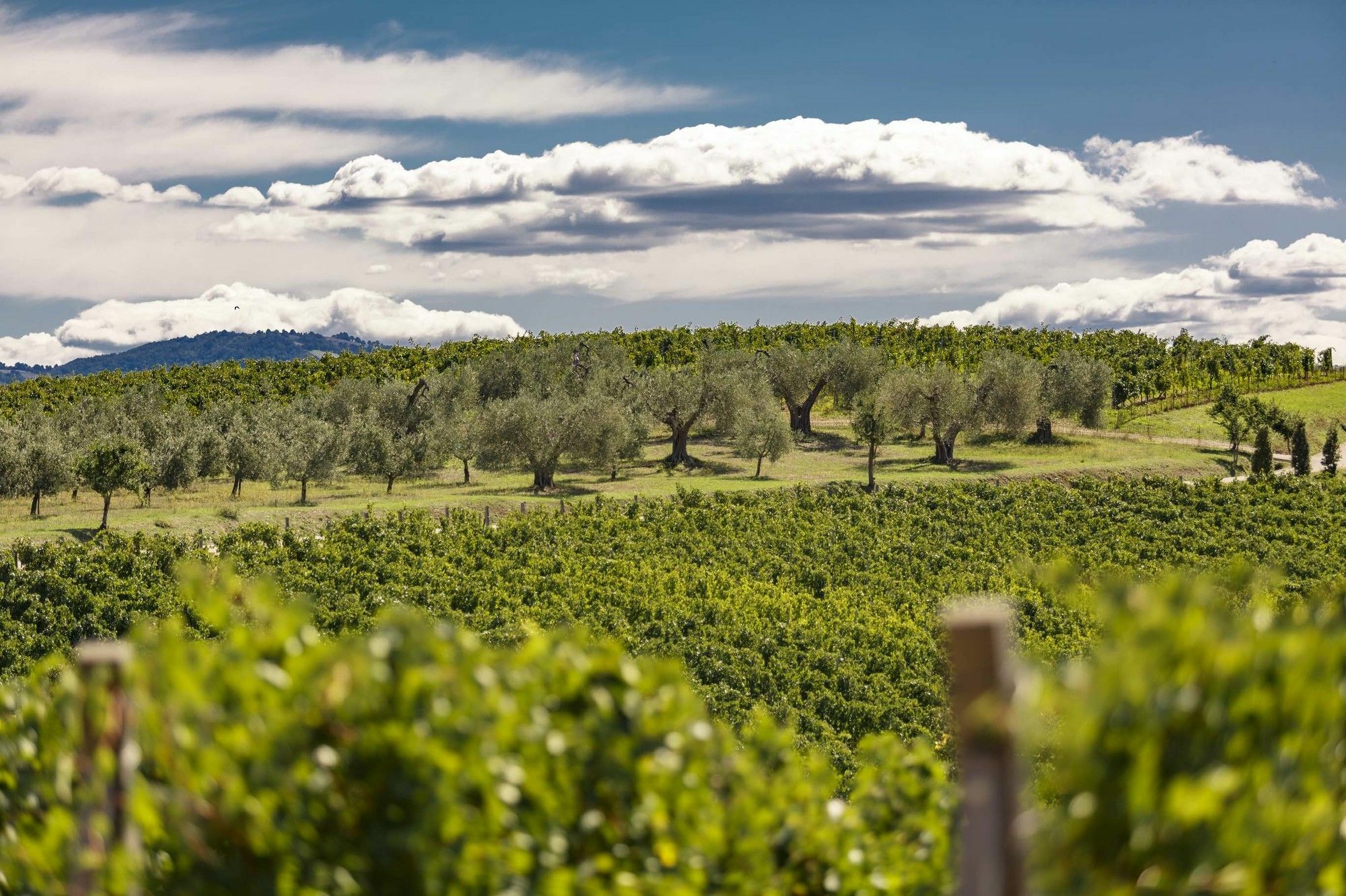 Pecora Vecchia - Collemassari Hospitality Villa Cinigiano Eksteriør bilde